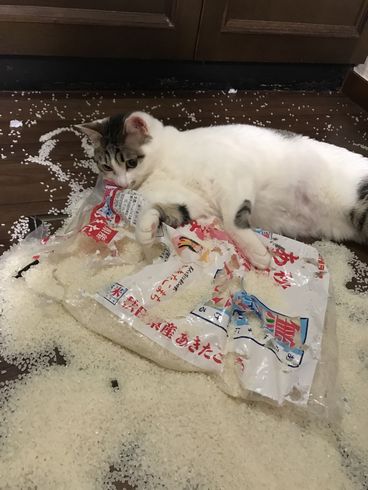 ニャンサムウェア　ネコ　猫　被害