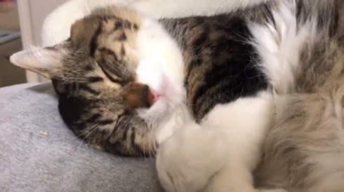 猫 寝言 イビキ ヤマダ かねキリカ