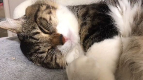 寝てる猫
