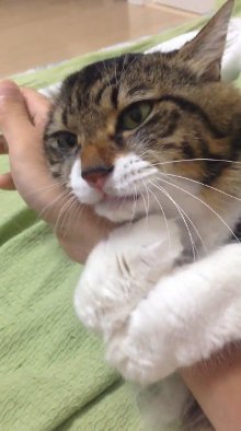 猫 寝言 イビキ ヤマダ かねキリカ
