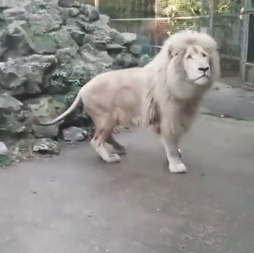 ホワイトライオンが上を見てる