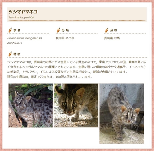京都市動物園ツシマヤマネコ