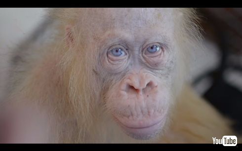 アルビノのオランウータン「Alba（アルバ）」