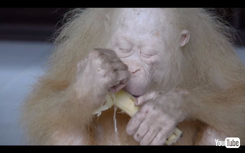 アルビノのオランウータン「Alba（アルバ）」