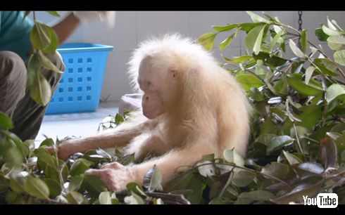 アルビノのオランウータン「Alba（アルバ）」