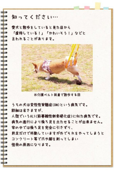 犬 変性性脊髄症 闘病 介護ベルト