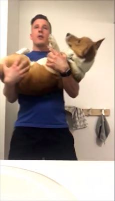 コーギー エクササイズ