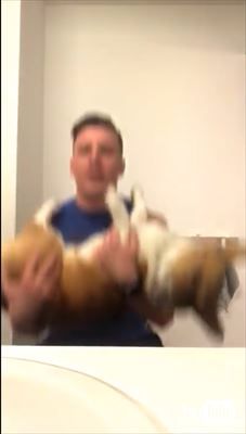 コーギー エクササイズ