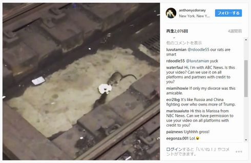 ネズミ　ベーグル　奪い合い