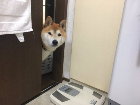 ウインク柴犬