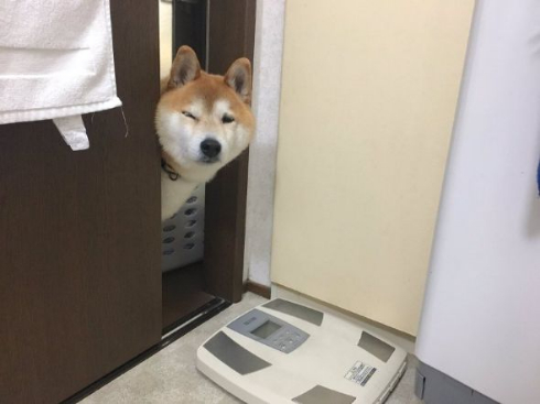 犬 ウインク のぞき魔 チャラい お風呂