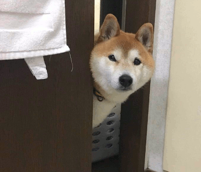 犬 ウインク のぞき魔 チャラい お風呂