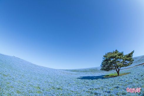 ネモフィラカレー