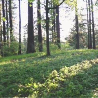 鏡 中 入る イリュージョン 不思議 動画