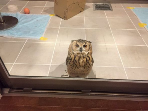 フクロウ ガルー君 脳内 ドア 待つ