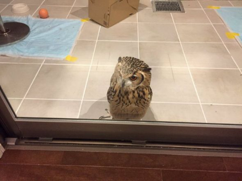 フクロウ ガルー君 脳内 ドア 待つ