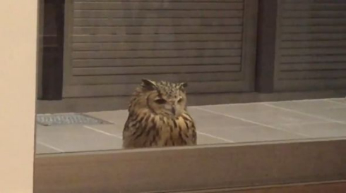 フクロウ ガルー君 脳内 ドア 待つ