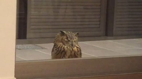 フクロウ ガルー君 脳内 ドア 待つ