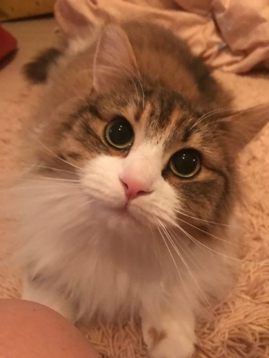 おこめちゃん