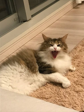 おこめちゃん