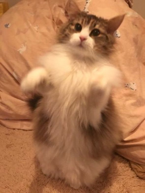おこめちゃん