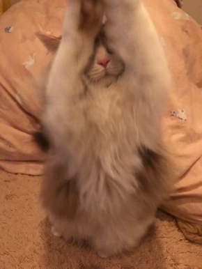 おこめちゃん