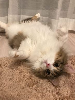 おこめちゃん