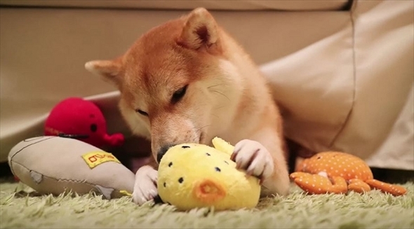 柴犬だいふくの幸せな日々