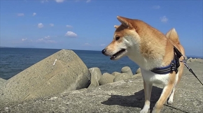 柴犬だいふくの幸せな日々
