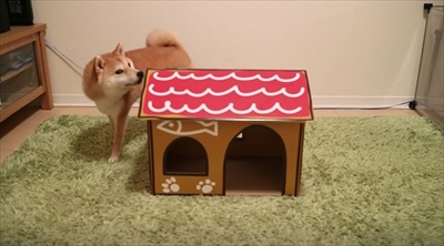 柴犬だいふくの幸せな日々