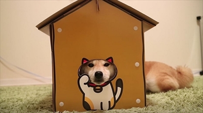 柴犬だいふくの幸せな日々