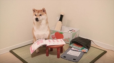 柴犬だいふくの幸せな日々