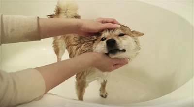 柴犬だいふくの幸せな日々