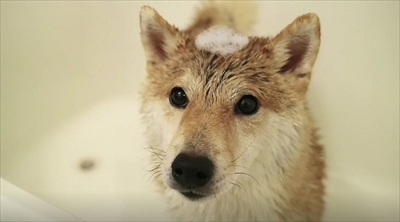 柴犬だいふくの幸せな日々