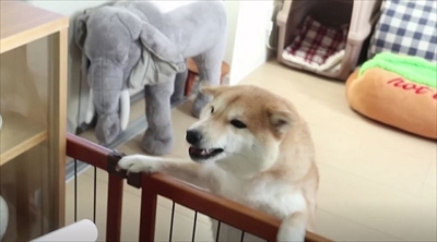 柴犬だいふくの幸せな日々