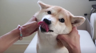 柴犬だいふくの幸せな日々