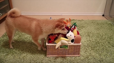 柴犬だいふくの幸せな日々