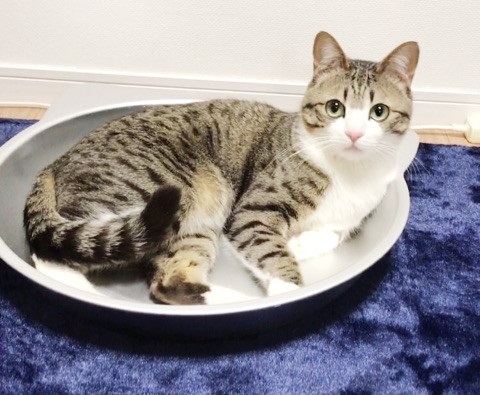 猫のすずめくん