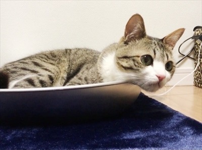 猫のすずめくん