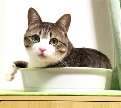 猫のすずめくん