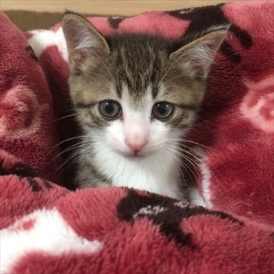 猫のすずめくん