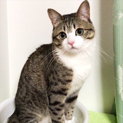 猫のすずめくん