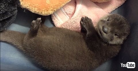 カワウソの赤ちゃん2