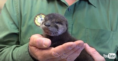 カワウソの赤ちゃん10