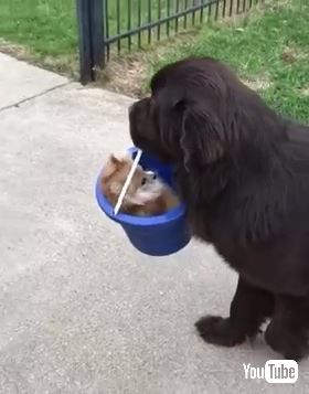 犬