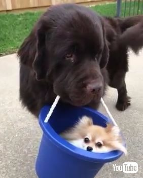 犬
