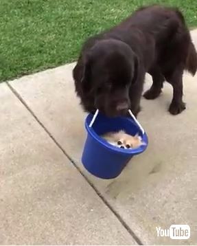 犬
