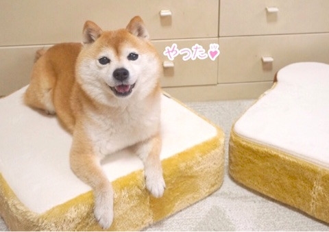 豆柴こむぎの部屋