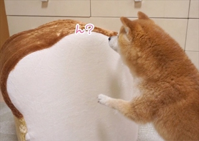 豆柴こむぎの部屋