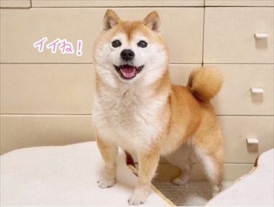 豆柴こむぎの部屋